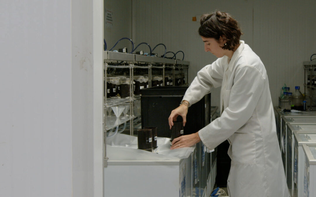 The batch experiments: The Movies